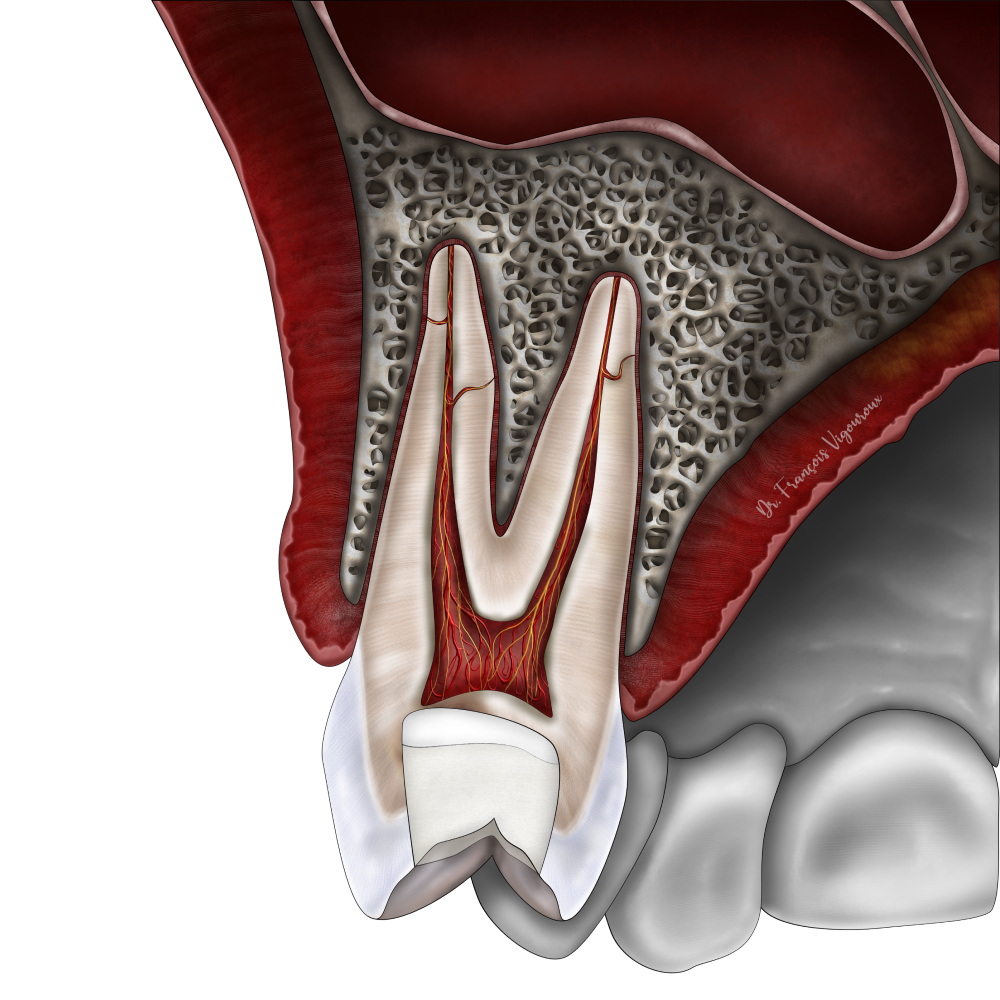 Les techniques de conservation de la vitalité pulpaire au Cabinet EndoSpé, endodontie exclusive à Paris 15ᵉ