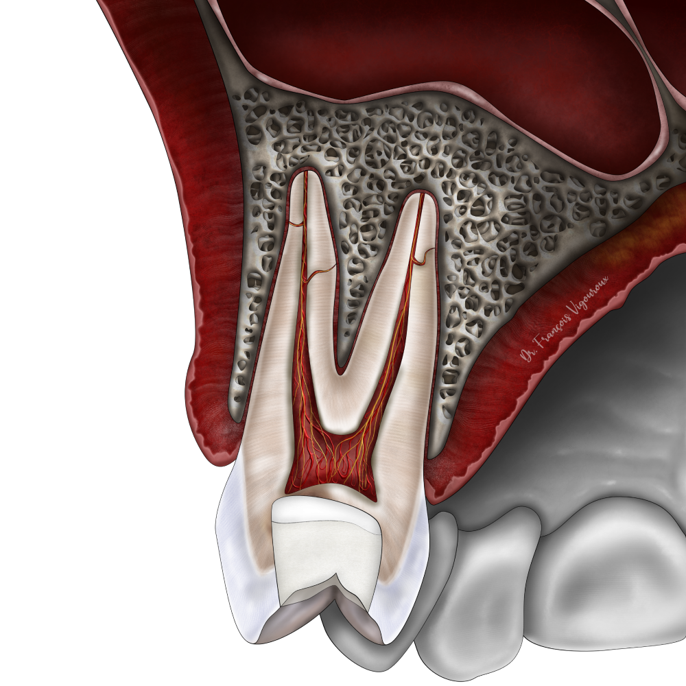Les techniques de conservation de la vitalité pulpaire au Cabinet EndoSpé, endodontie exclusive à Paris 15ᵉ
